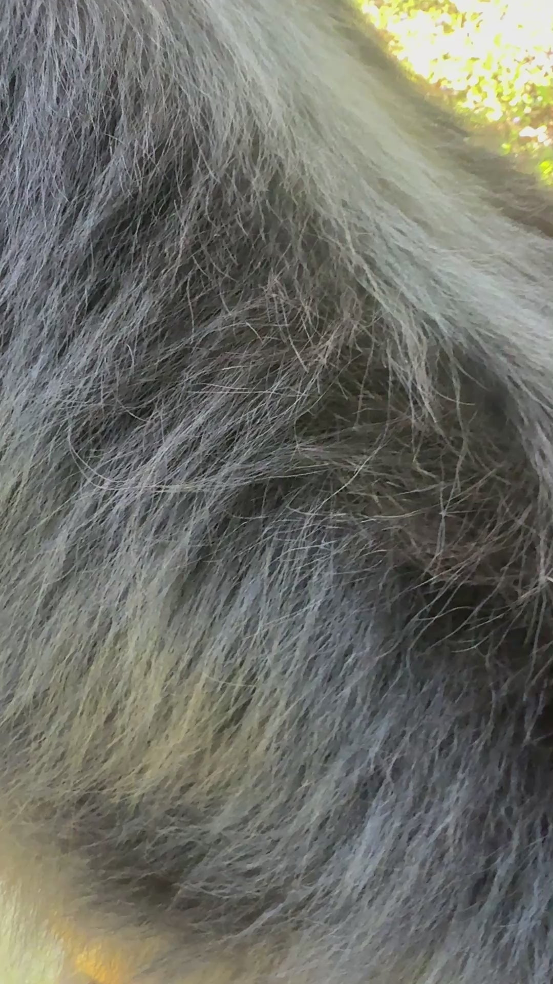 Boho Dogs Cleansing – De-Shedding Shampoo